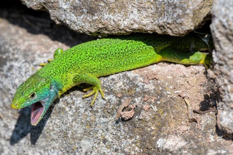 Western green lizard,