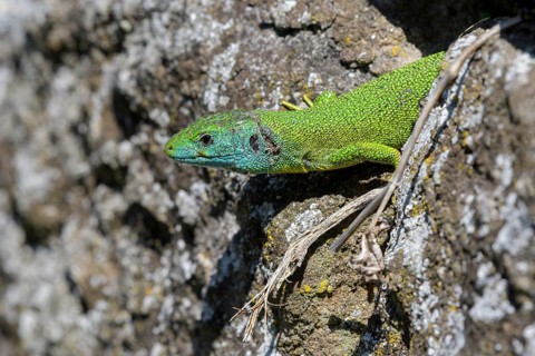 Western green lizard,