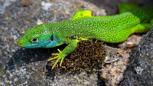 Western green lizard,