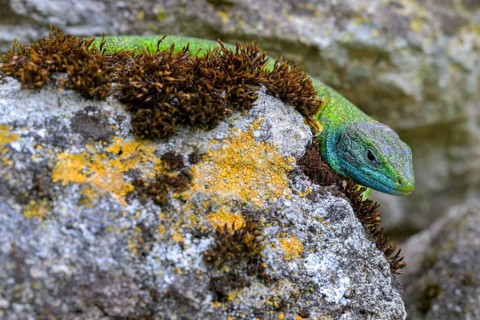 Western green lizard,