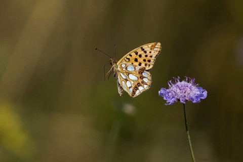 Queen of spain fritillary,