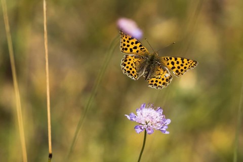 Queen of spain fritillary,
