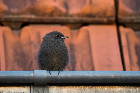 Black Redstart,