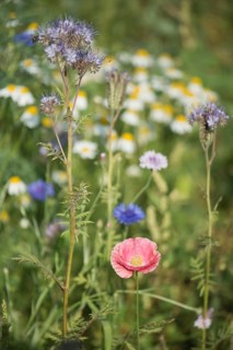 Poppy flowers,