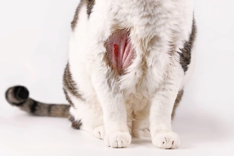 Cat with infected skin scrap wound and bald spot on upper arm,