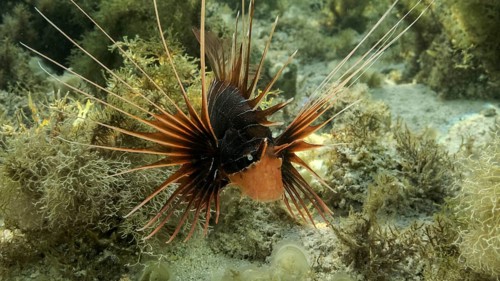 Radial Firefish,