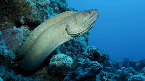 Close-up portrait of Moray peeks out of its hiding place. Yellow-mouthed Moray Eel,