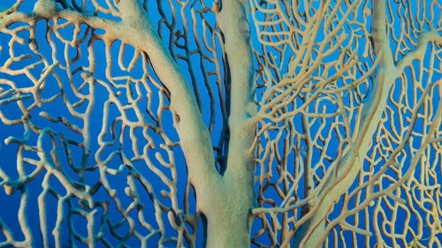 Details of the soft coral,