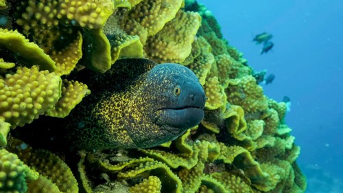 Yellow Edged Moray Eel,