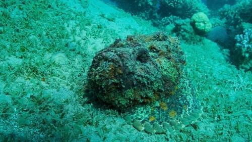 Close-up of the Stonefish lies on sandy bottom covered with green seagrass. Reef Stonefish,