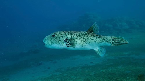 Close-up of Pufferfish,