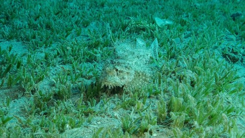 Close-up, Scorpionfish hiding among the reef. Tasseled Scorpionfish