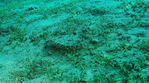 Closeup of the Flounder fish lie on green seagrass. Leopard flounder,