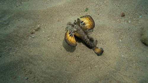 Demon Stinger,