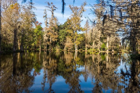 Swampy are in the Magnolia Plantation outside Charleston, South Carolina