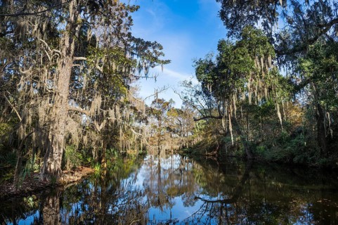 Swampy area in the Magnolia Plantation outside Charleston, South Carolina