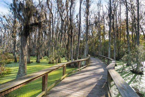 Dead trees in the swamps of the Magnolia Plantation outside Charleston, South Carolina