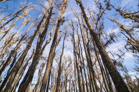 Dead trees in the swamps of the Magnolia Plantation outside Charleston, South Carolina