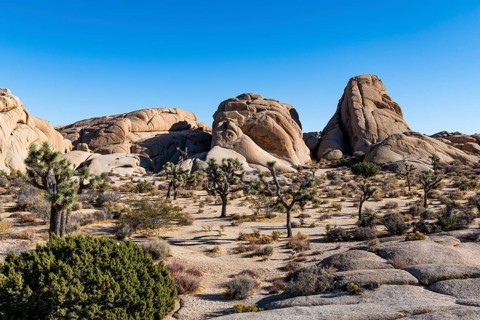 Joshua trees in the Joshua Tree National Park, California