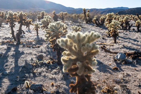 Cholla Cactus Garden, Joshua Tree National Park