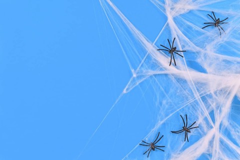 Cobwebs and plastic spiders on side of blue Halloween background with empty copy space,