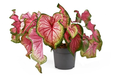 Exotic Caladium Florida Sweetheart plant with beautiful pink and green leaves on white background,