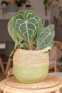 Tropical 'Anthurium Clarinervium' houseplant with white lace pattern veins in basket pot,