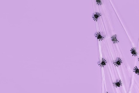 Spider webs and plastic spiders on side of violet Halloween background with copy space,
