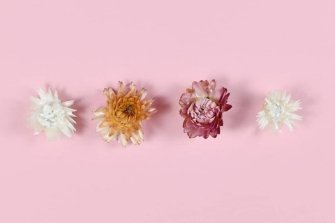 Dried cornflowers in a row on pink background,