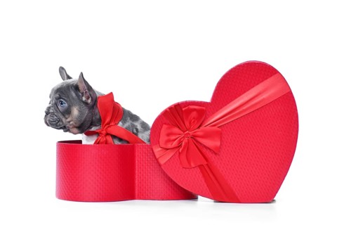Merle French Bulldog dog puppy in Valentine's Day gift box in shape of red heart on white background,
