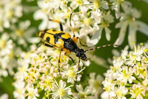 Spotted Longhorn,