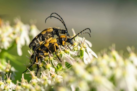 Spotted Longhorn,