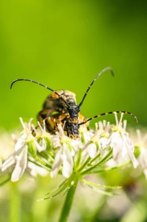 Spotted Longhorn,