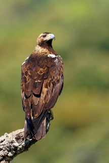 Spanish imperial eagle,