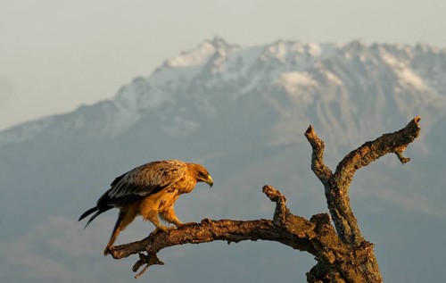 Young Spanish Imperial Eagle,