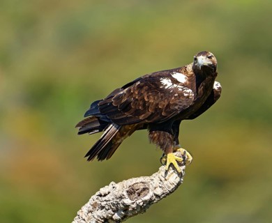 Spanish imperial eagle,