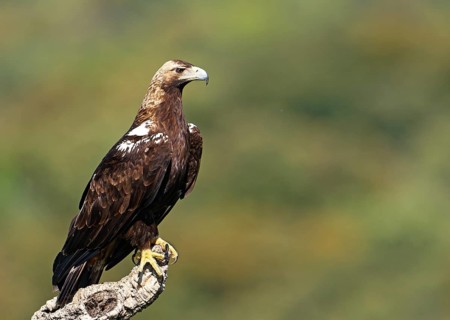 Spanish imperial eagle,
