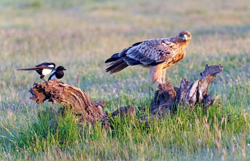 Young Spanish Imperial Eagle,