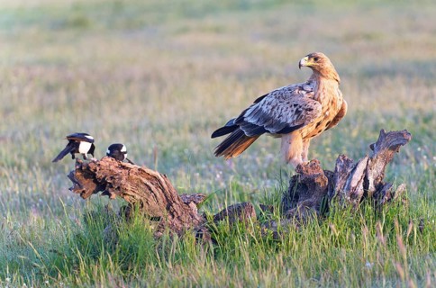 Young Spanish Imperial Eagle,