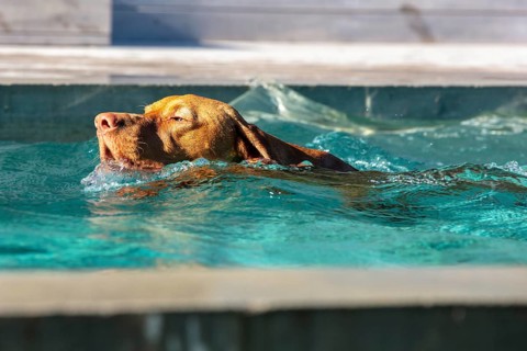 Vizsla, young male swimming in a pool