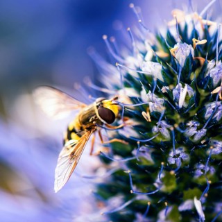 Common Drone Fly,