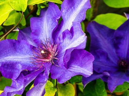 Purple Clematis Flower, Devon
