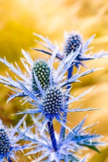 Blue Hobbit, Sea Holly