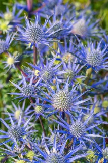 Blue Hobbit, Sea Holly
