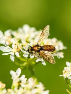 Broad Centurion Fly, Chloromyia formosa