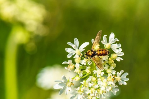 Broad Centurion Fly, Chloromyia formosa