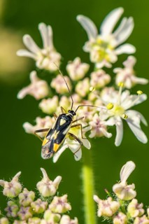 Mirid Bug, Grypocoris stysi on white flowers
