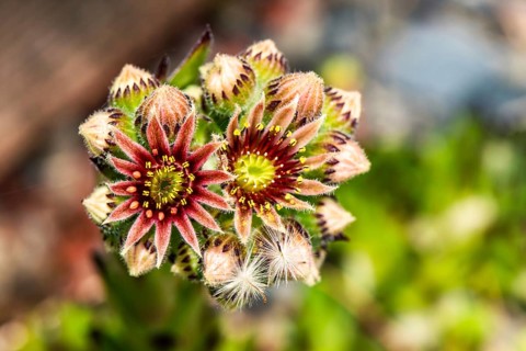 Mountain Houseleek,