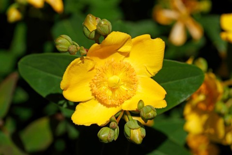 Yellow St. John's wort, Germany
