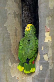 Yellow-headed Amazon,